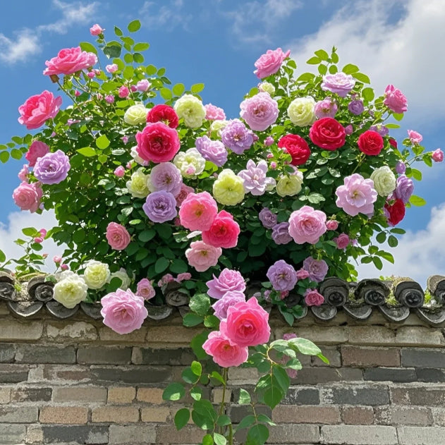 Elegant Climbing Rose Flower Seeds
