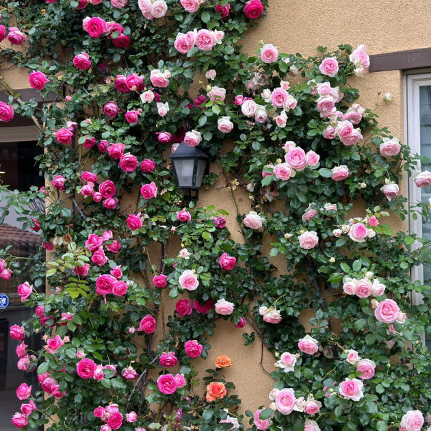 Elegant Climbing Rose Flower Seeds