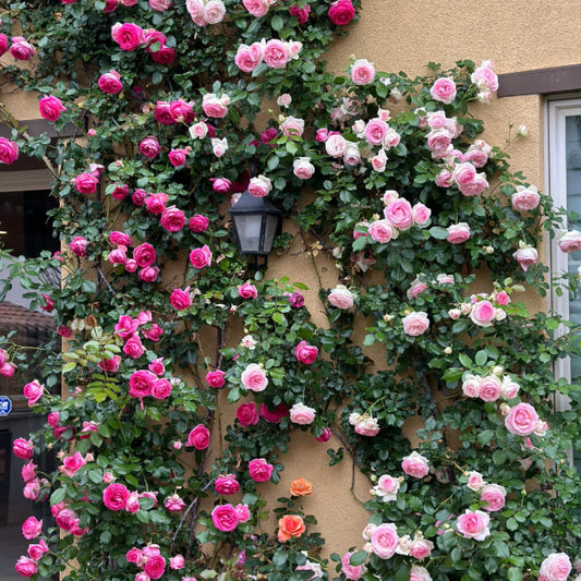 Elegant Climbing Rose Flower Seeds