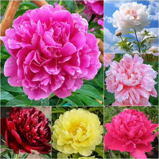 Elegant Climbing Rose Flower Seeds