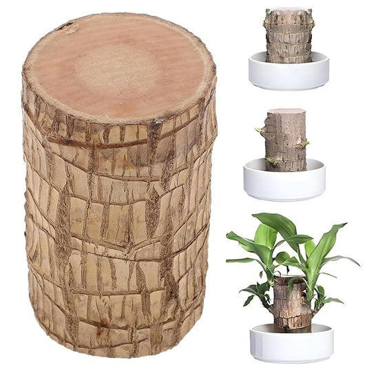 Brazilian Lucky Wood Plant (Pack of 2)