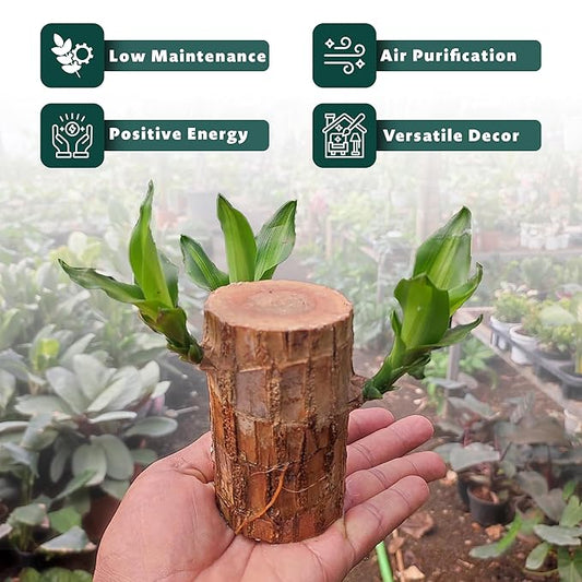 Brazilian Lucky Wood Plant (Pack of 2)