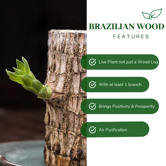 Brazilian Lucky Wood Plant (Pack of 2)