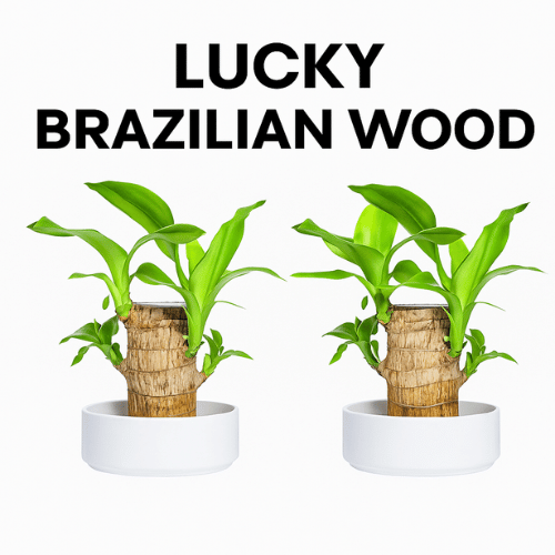 Brazilian Lucky Wood Plant (Pack of 2)