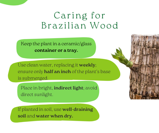 Brazilian Lucky Wood Plant (Pack of 2)
